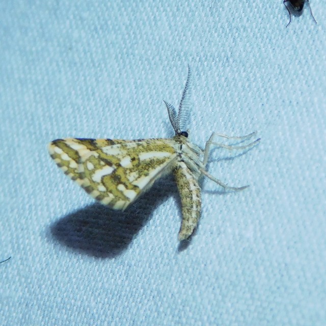 Narraga fasciolaria/tessularia