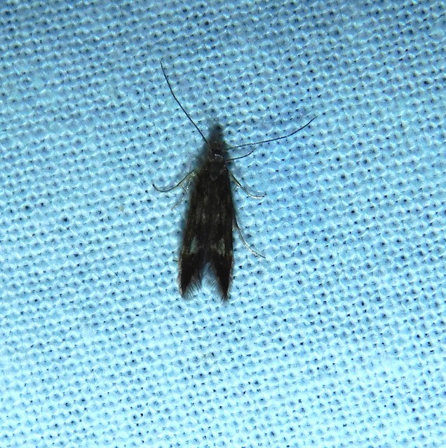Hydroptilidae