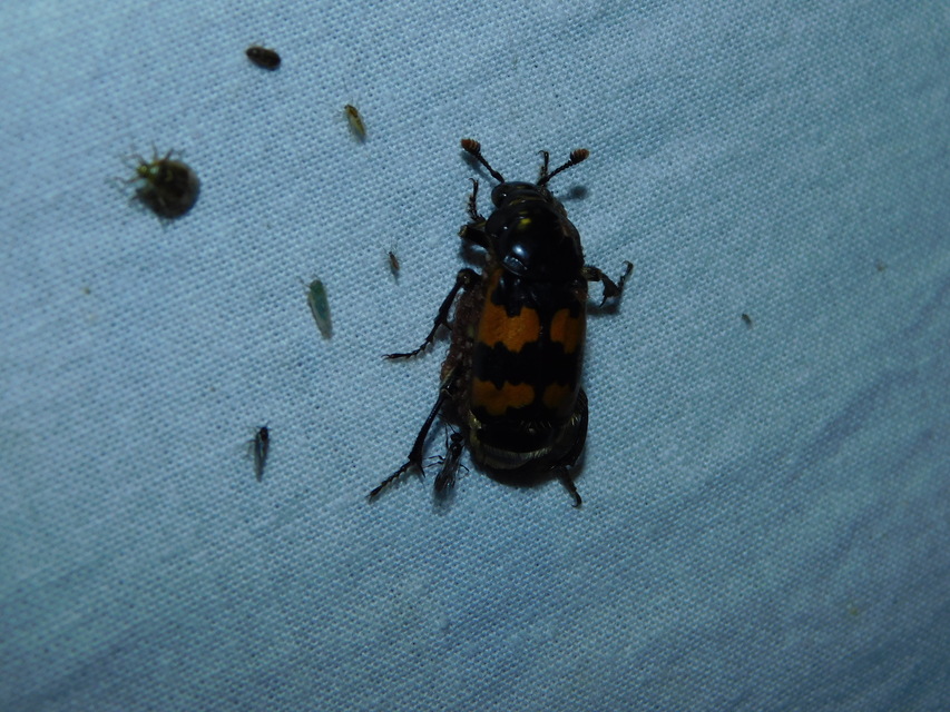 Nicrophorus interruptus - sárgaszőrű temetőbogár