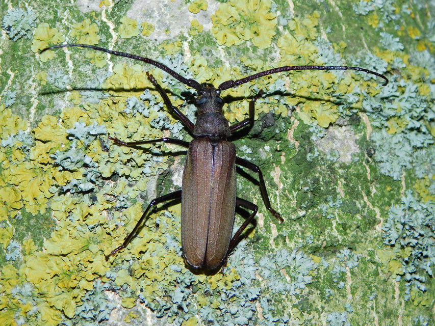 Aegosoma scabricorne - diófacincér