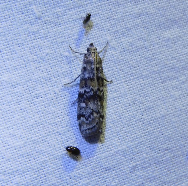 Dioryctria