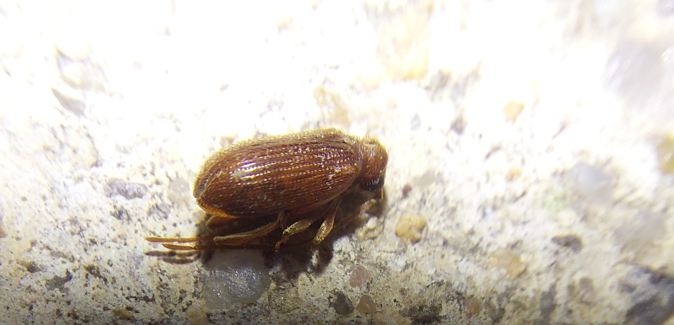 Ptinus fur - közönséges tolvajbogár