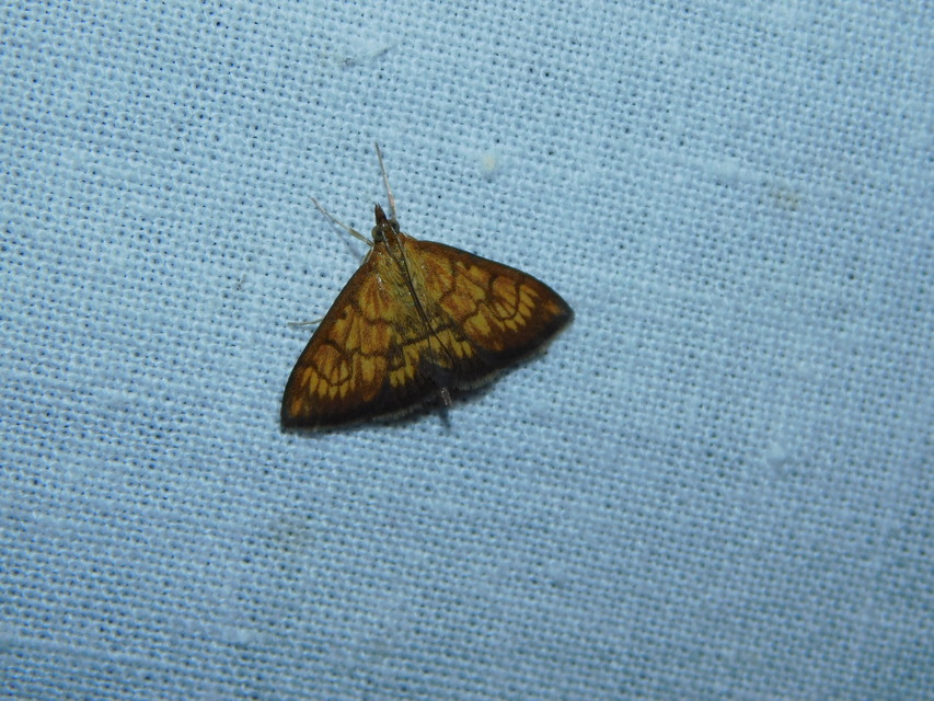 Ecpyrrhorrhoe rubiginalis - rozsdavörös tűzmoly