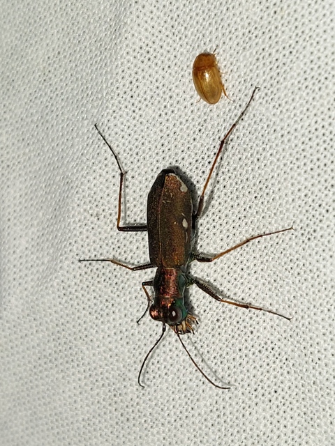Cylindera germanica - parlagi homokfutrinka