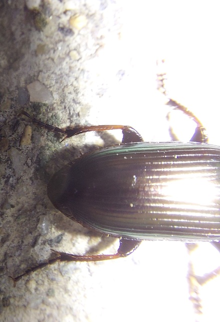 Harpalus distinguendus - mezei lomhafutó