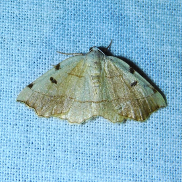 Eilicrinia trinotata - háromjegyű araszoló