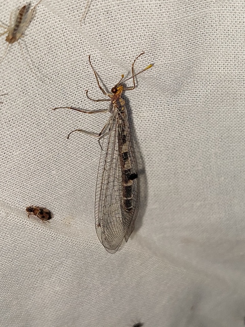 Megistopus flavicornis - kétfoltos hangyaleső