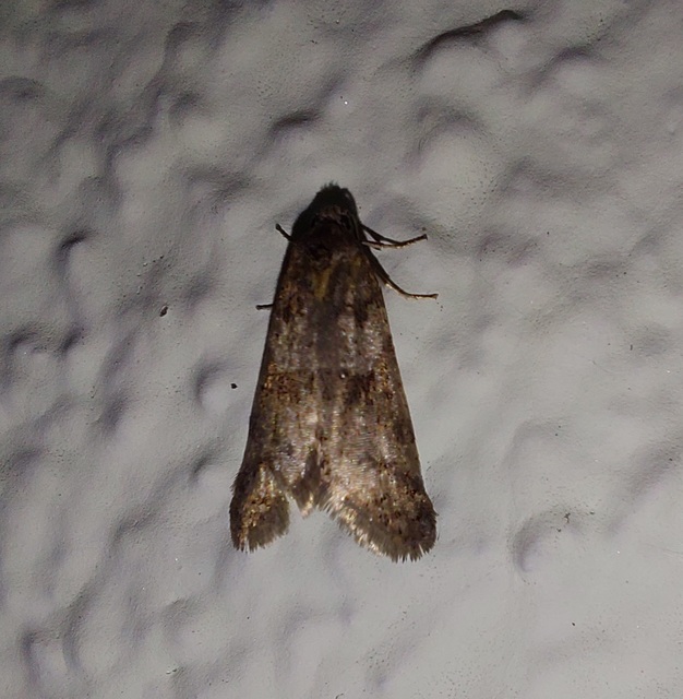 Tortricodes alternella - tavaszi sodrómoly