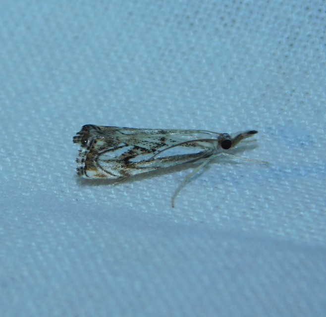 Catoptria falsella - hálós fűgyökérmoly