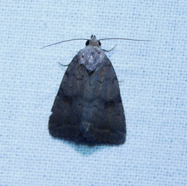 Athetis furvula - homoki lápibagoly