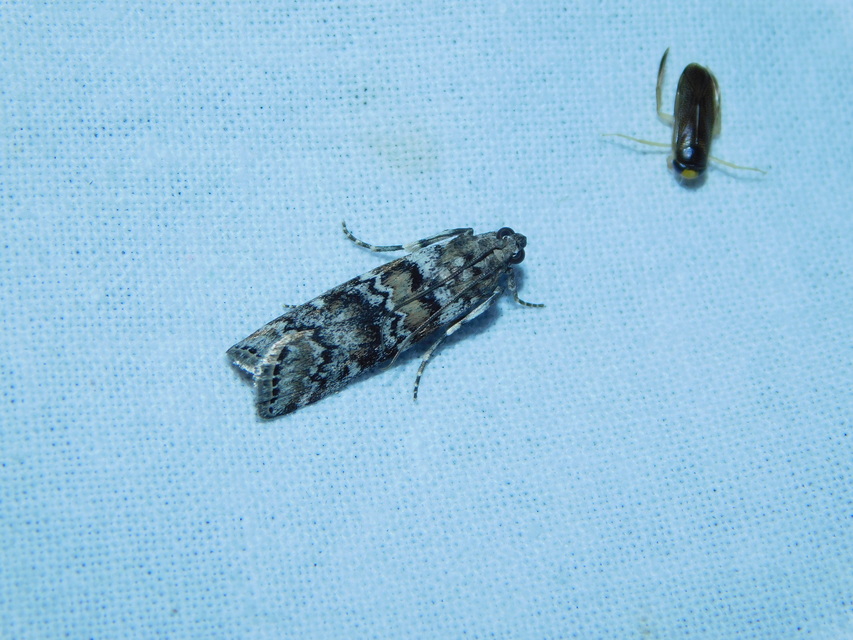 Dioryctria