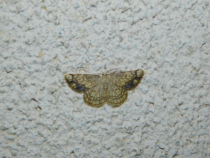 Stegania dilectaria - fehérnyár-araszoló