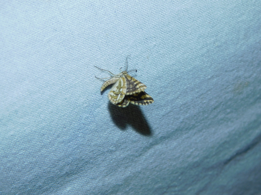 Narraga fasciolaria/tessularia