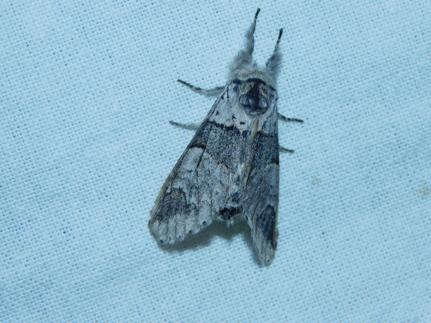 Furcula bifida - kis púposszövő