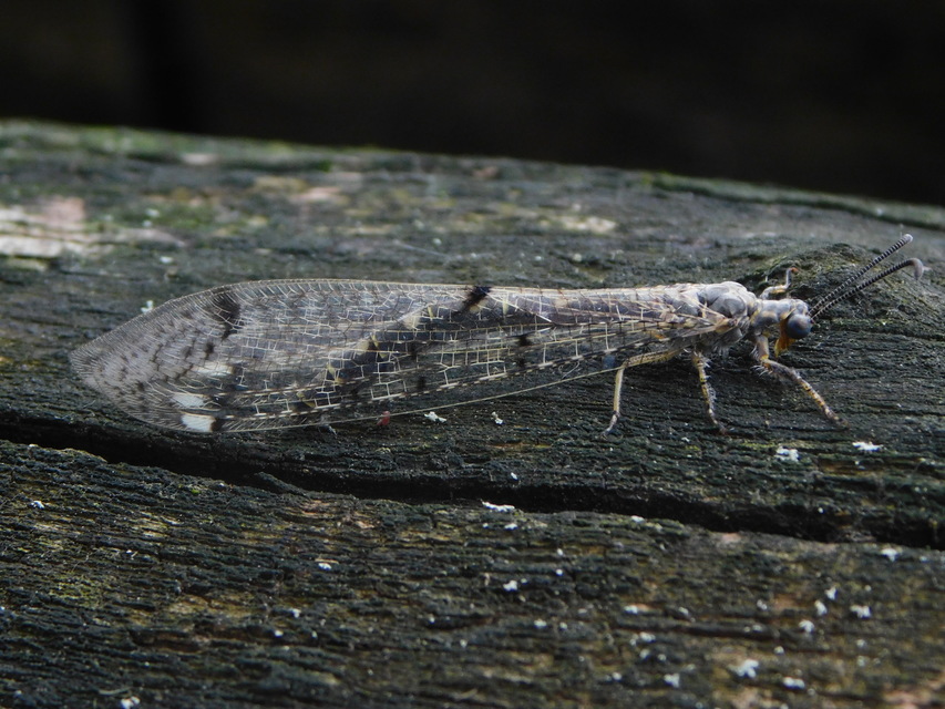 Distoleon tetragrammicus - négyfoltos hangyaleső