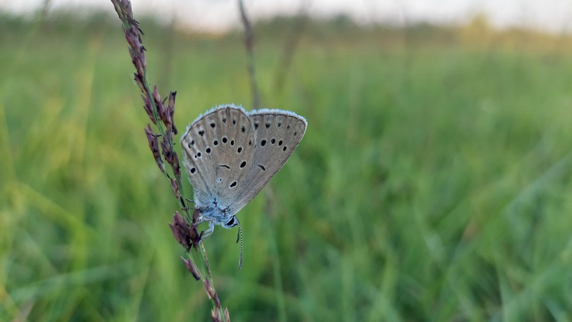 Phengaris teleius - vérfű-hangyaboglárka
