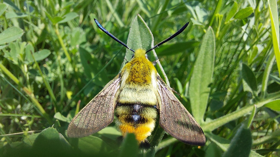 Hemaris tityus - pöszörszender Hemaris tityus - pöszörszender