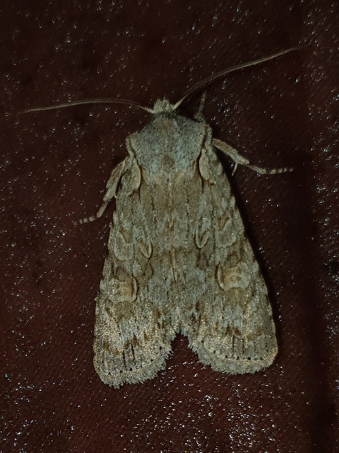 Lithophane ornitopus - közönséges fabagoly