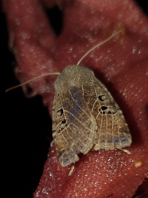 Conistra rubiginosa - szürke télibagoly