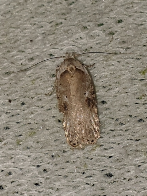Agonopterix