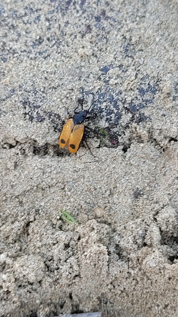 Apalus bimaculatus - kétfoltos élősdibogár