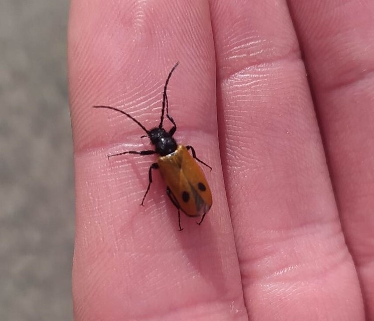 Apalus bimaculatus - kétfoltos élősdibogár