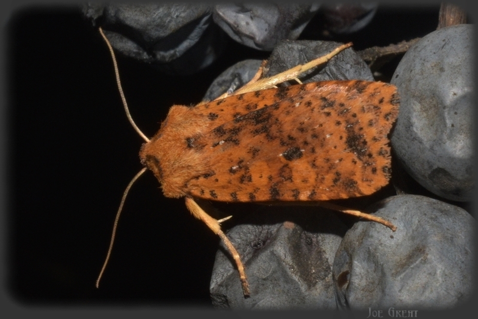 Conistra rubiginea - vörös őszibagoly