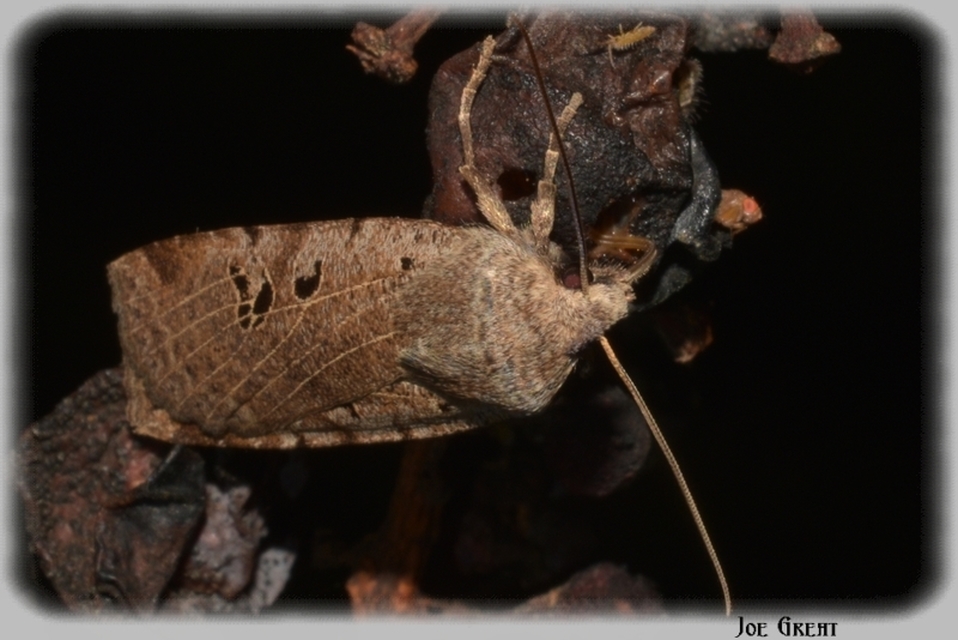 Conistra rubiginosa - szürke télibagoly