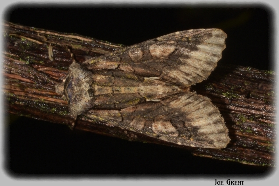 Allophyes oxyacanthae - galagonyabagoly