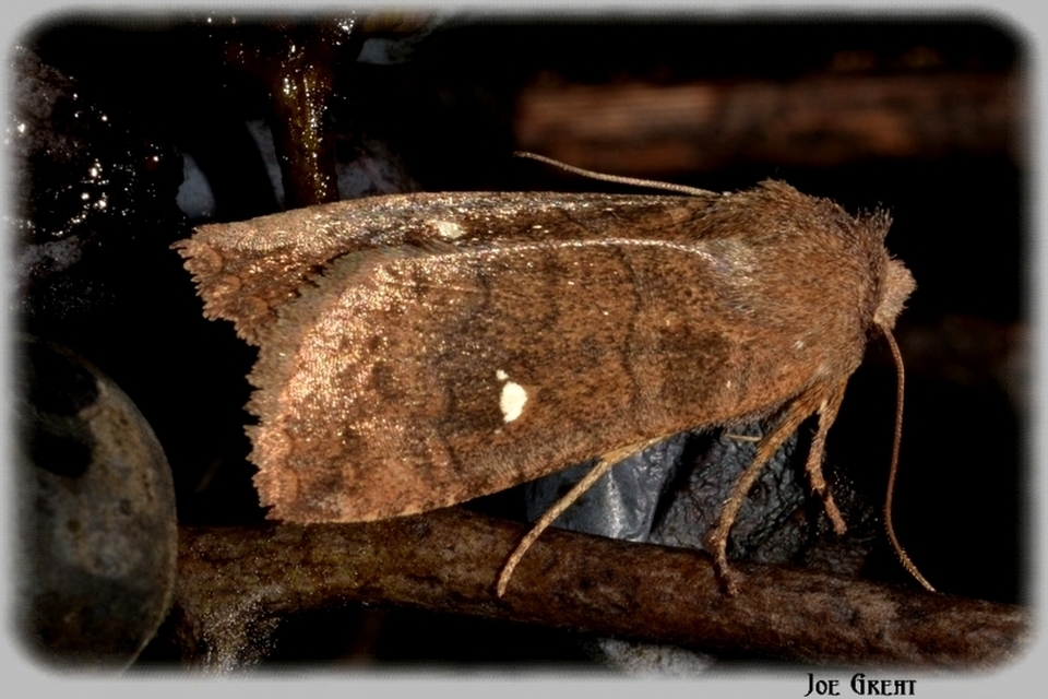 Eupsilia transversa - holdacskás télibagoly