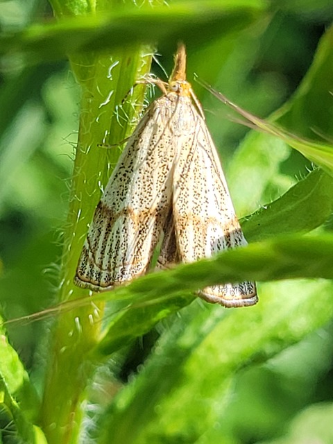 Thisanotia chrysonuchella - tavaszi fűgyökérmoly