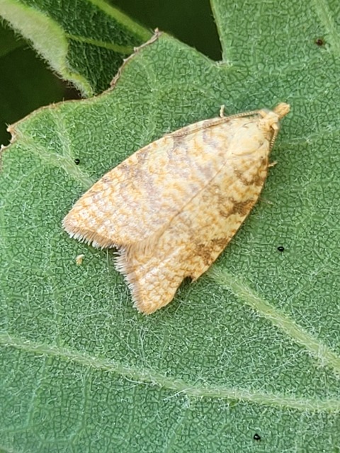Aleimma loeflingiana - tölgylevél-sodrómoly Aleimma loeflingiana - tölgylevél-sodrómoly