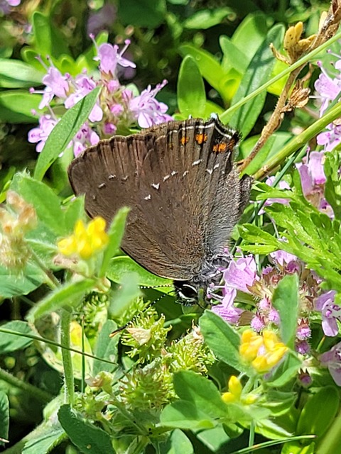 Satyrium ilicis - tölgyfa-csücsköslepke
