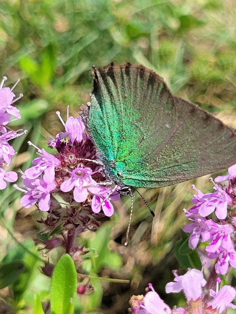 Callophrys rubi - zöldfonákú lepke