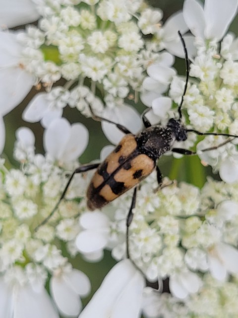 Pachytodes erraticus - rajzos virágcincér