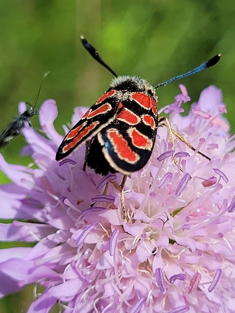 Zygaena carniolica - fehérgyűrűs csüngőlepke