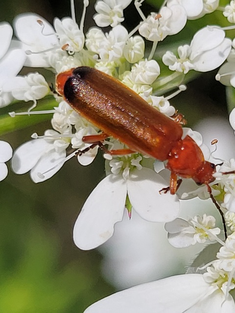 Rhagonycha fulva - feketevégű lágybogár
