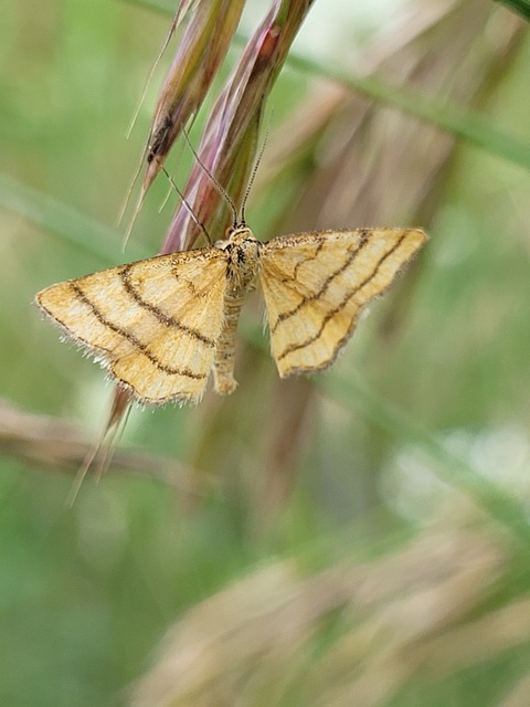 Idaea aureolaria - aranyos sávosaraszoló
