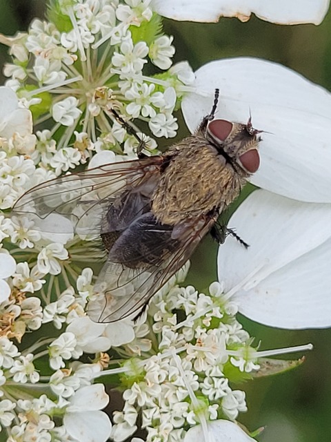 Pollenia