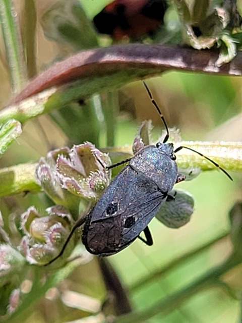 Graptopeltus validus