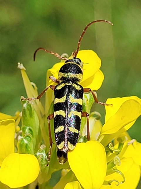 Echinocerus floralis - lucerna-darázscincér