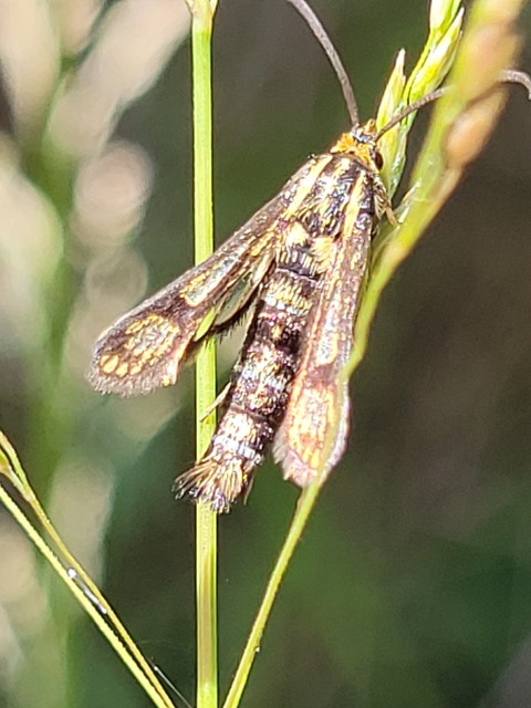 Sesiidae - szitkárfélék