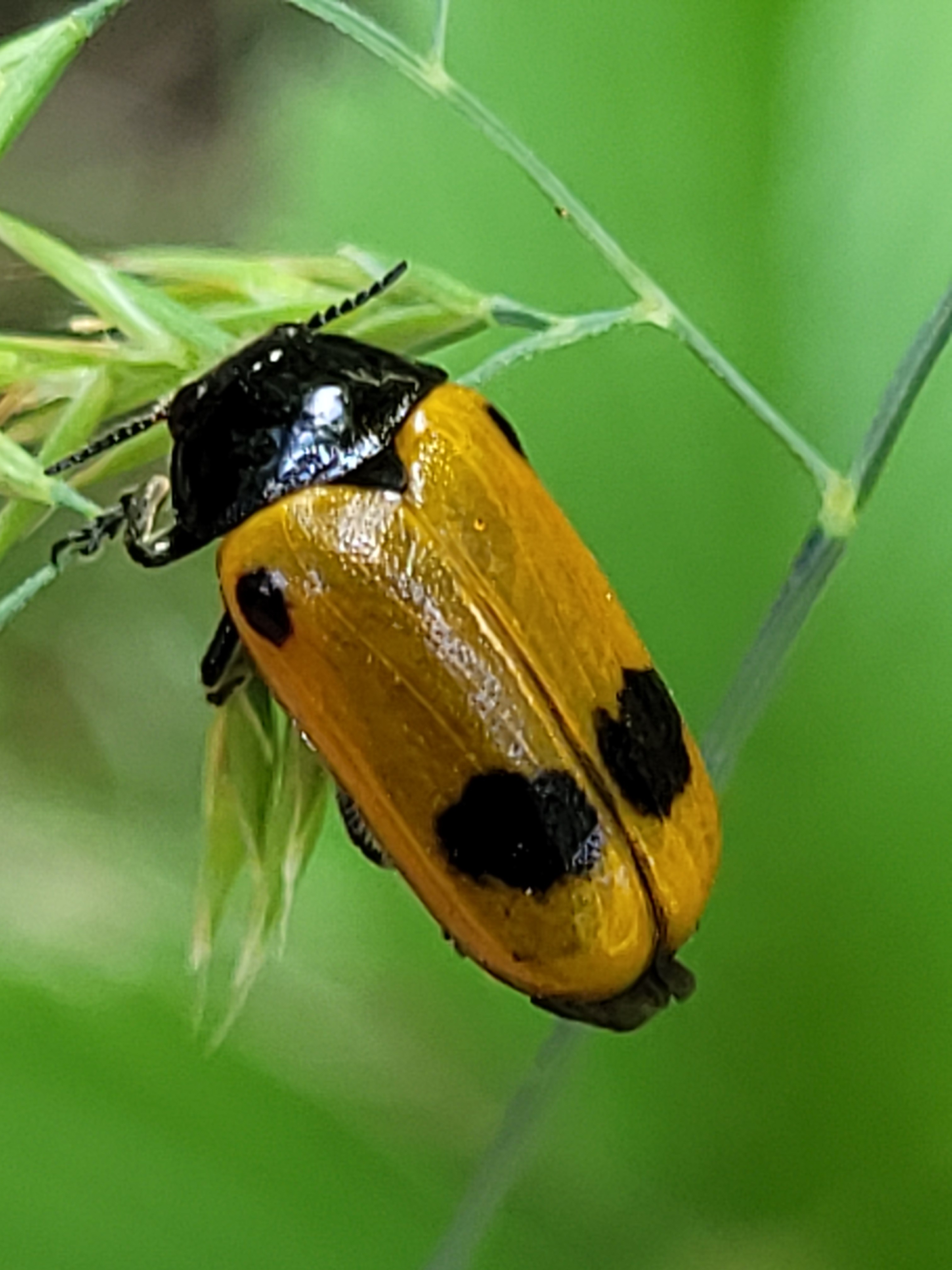 Clytra quadripunctata - négyfoltos zsákhordóbogár