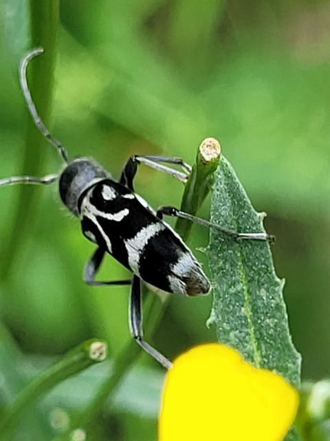 Chlorophorus figuratus - rajzos darázscincér