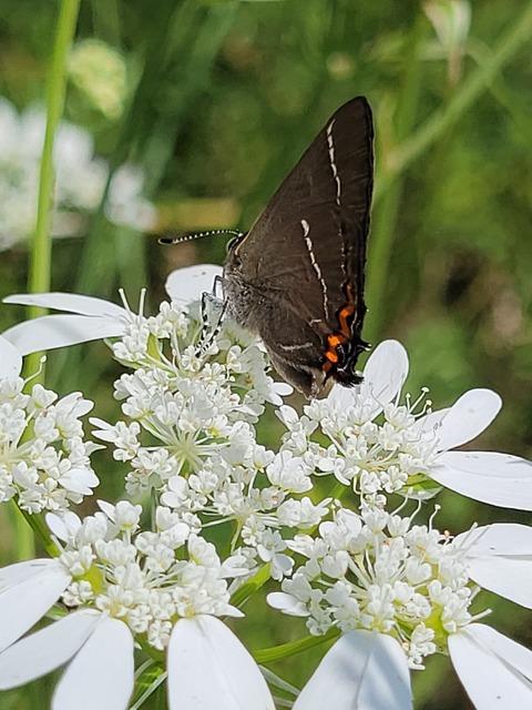 Satyrium w-album - szilfa-csücsköslepke