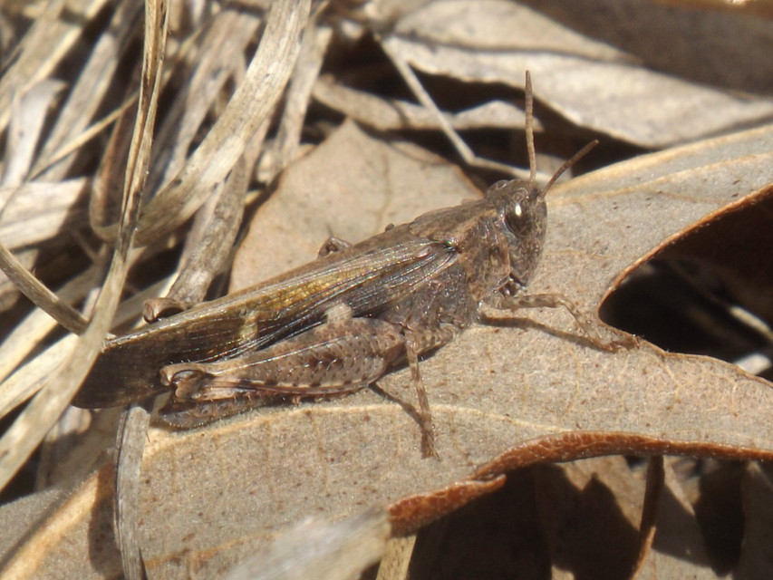 Aiolopus strepens - déli áttelelősáska