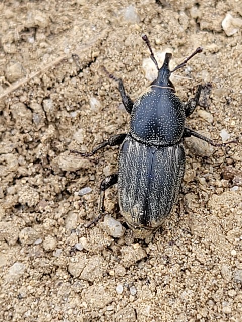 Sphenophorus