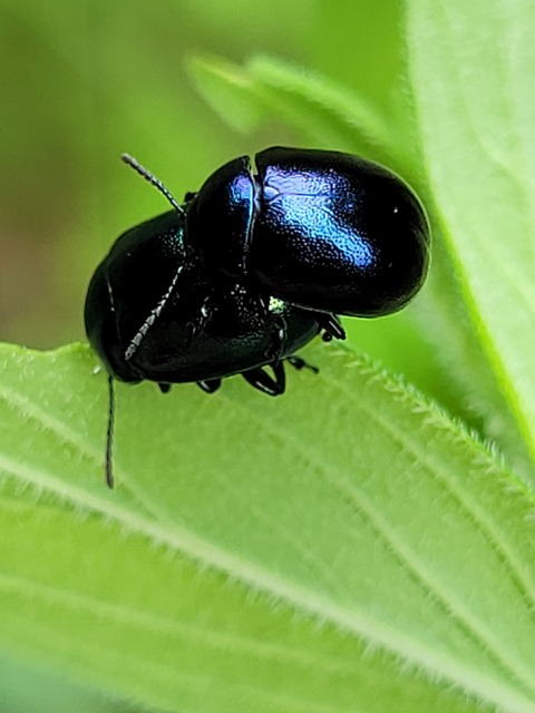 Chrysolina varians - kis orbáncfűlevelész