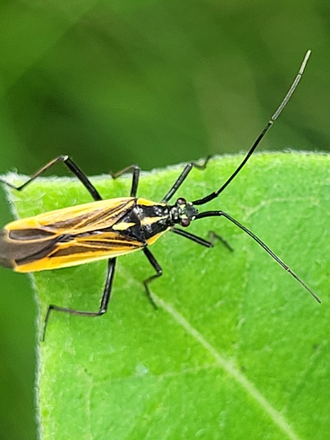 Leptopterna