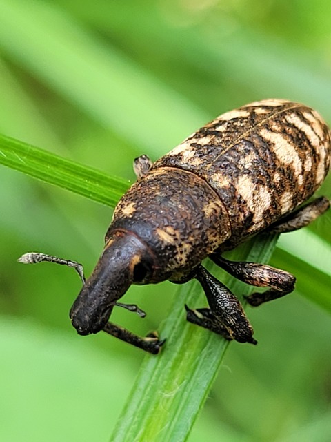 Cyphocleonus dealbatus - márványos barkó